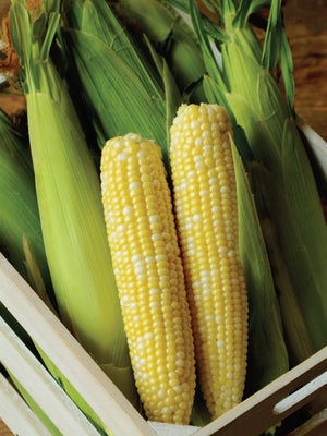 ALLURE-CORN