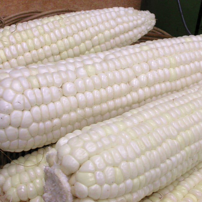 STOWELL'S EVERGREEN-CORN