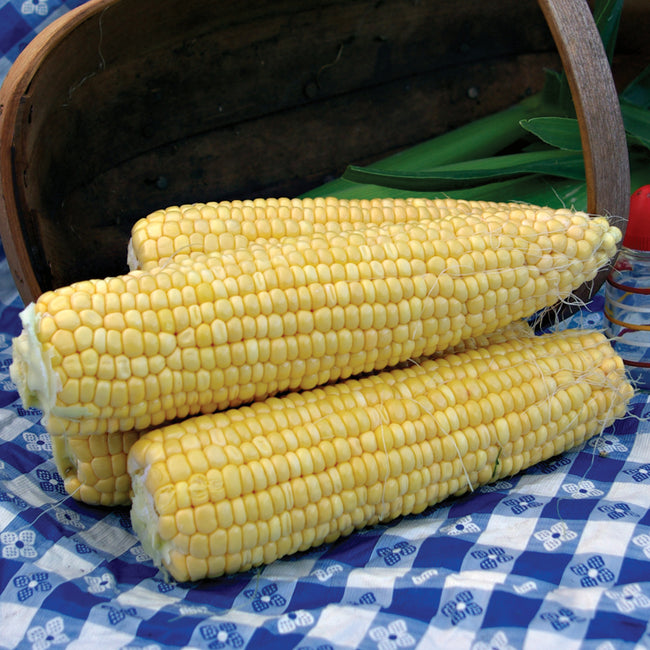 SUPERSWEET JUBILEE-CORN