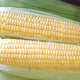 SUPERSWEET JUBILEE-CORN