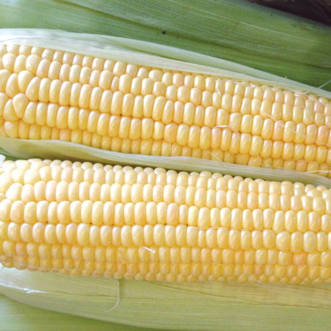 SUPERSWEET JUBILEE-CORN