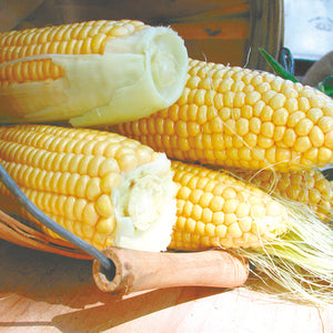 GOLDEN BANTAM-CORN