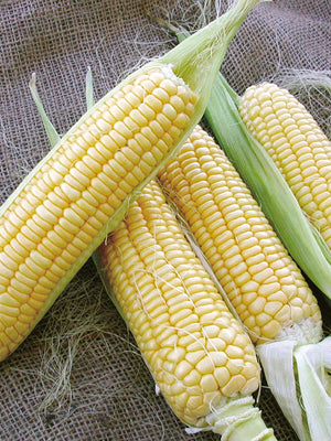 BODACIOUS-CORN
