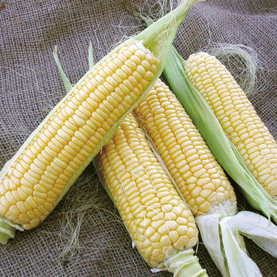 BODACIOUS-CORN