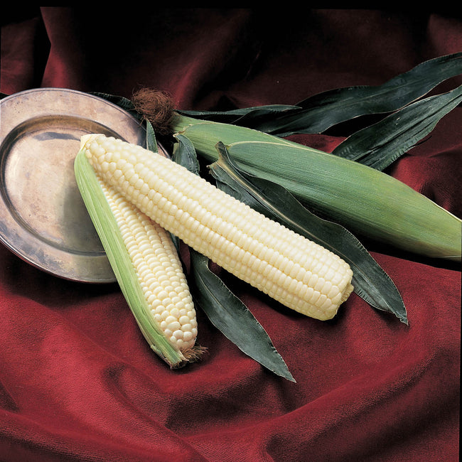 SILVER QUEEN-CORN