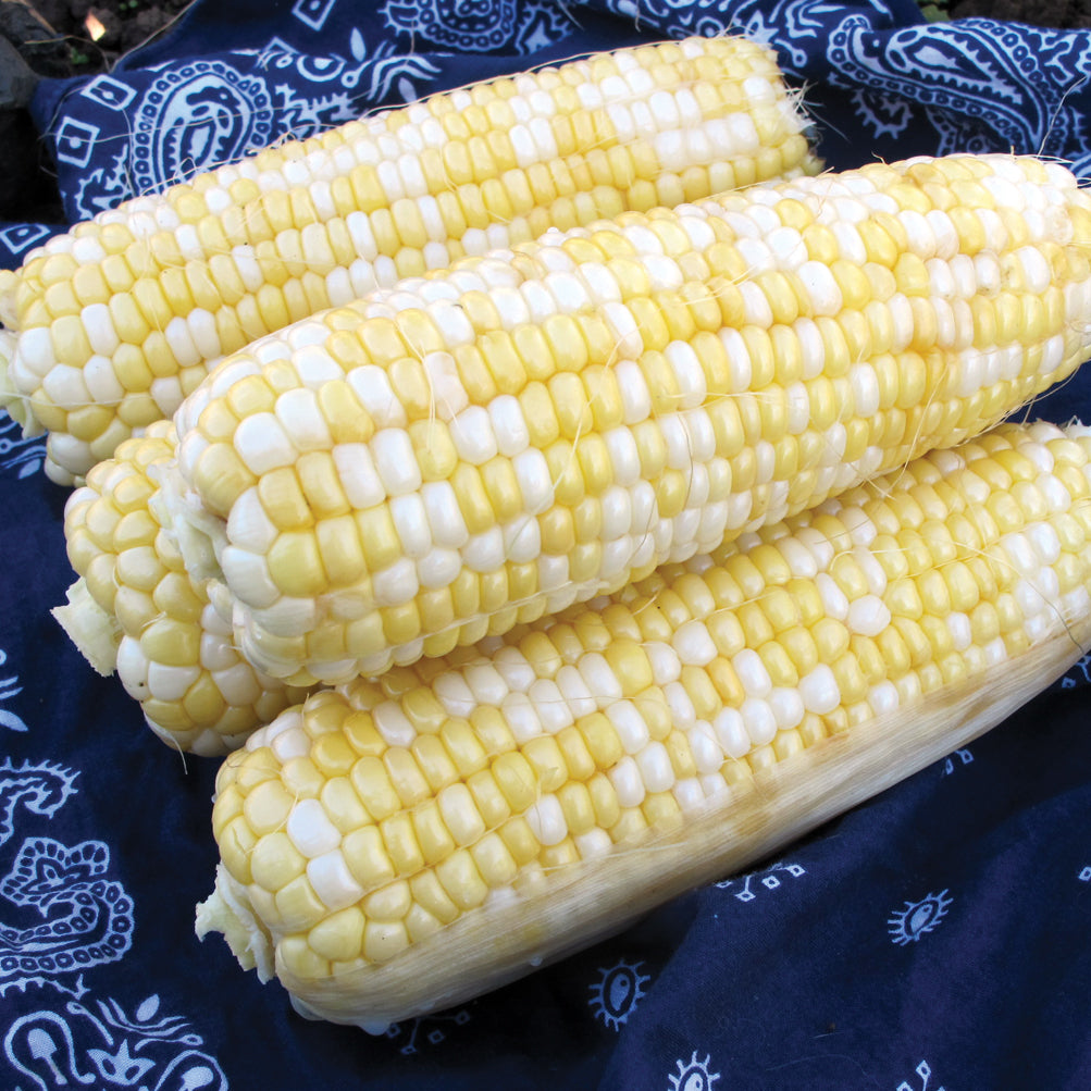 Delectable Corn Seed | SEED / 1 ounce | Territorial Seed