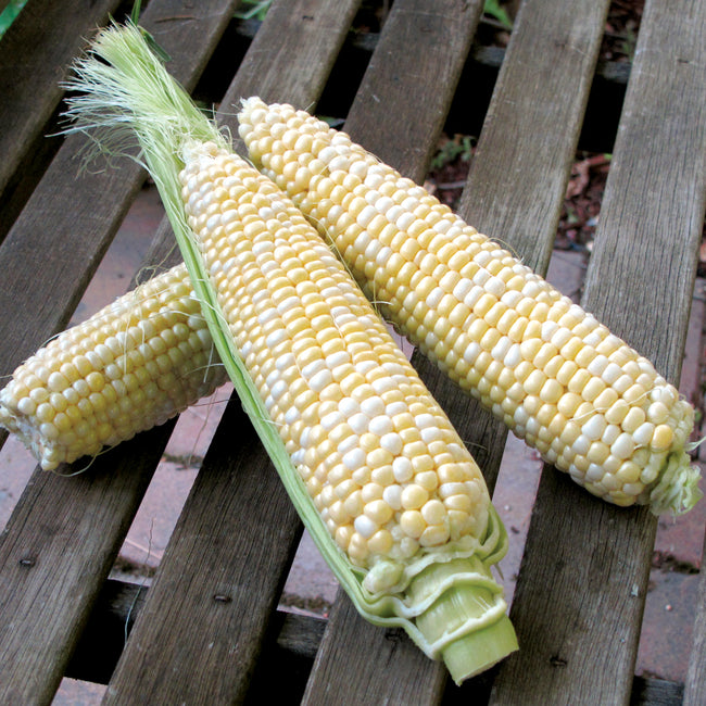 DELECTABLE-CORN