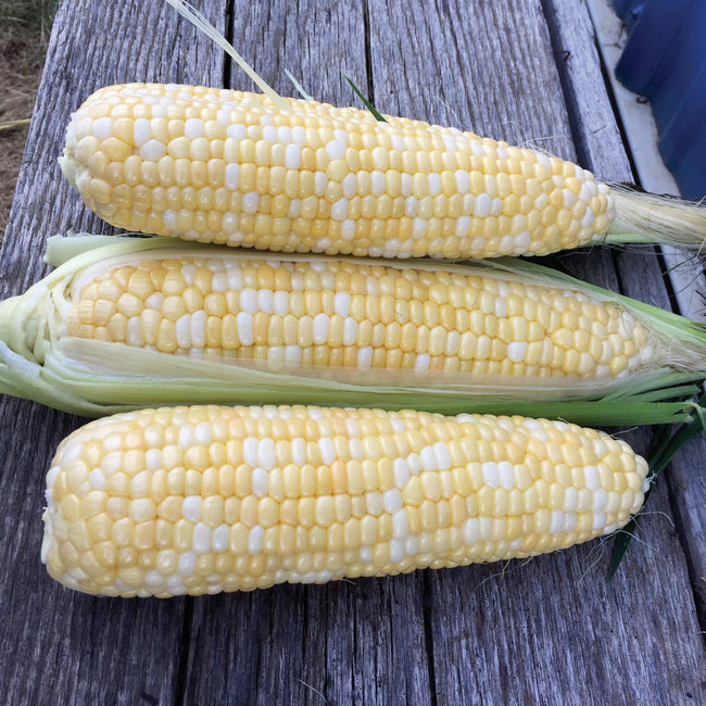 BIG N' TENDER-CORN