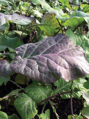 PURPLE TREE COLLARDS-COLLARD