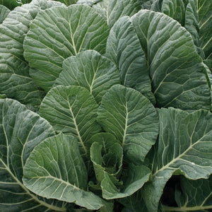TOP CHOP COLLARD