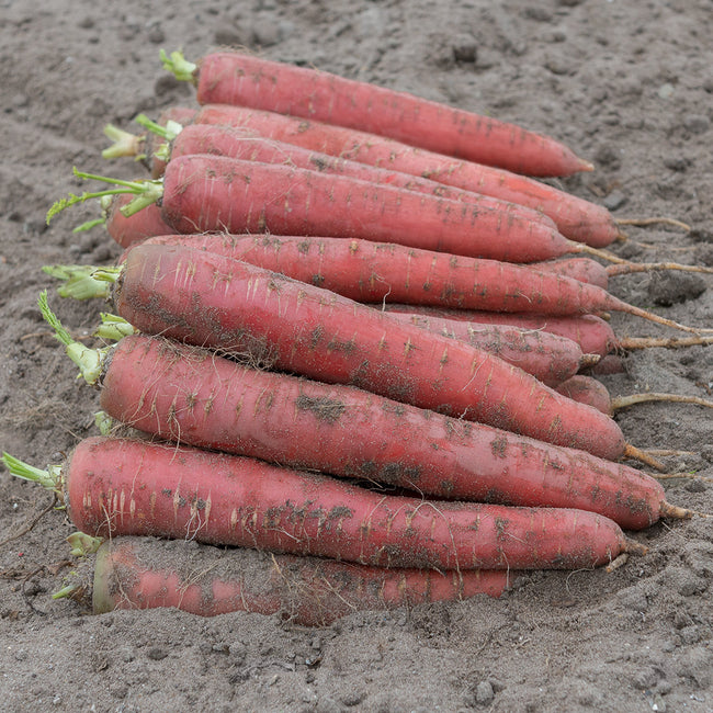REDSUN-CARROT