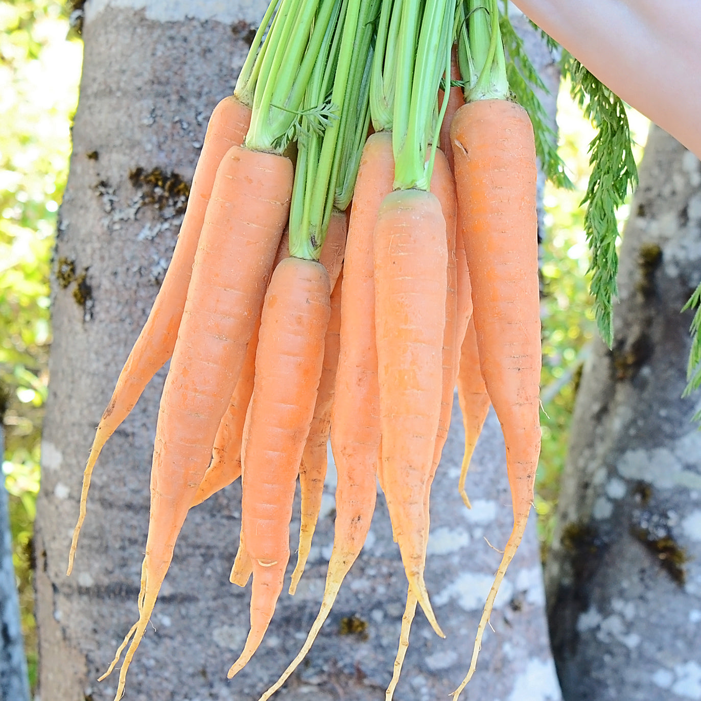 Territorial Seed Company Carrot Giants of Colmar
