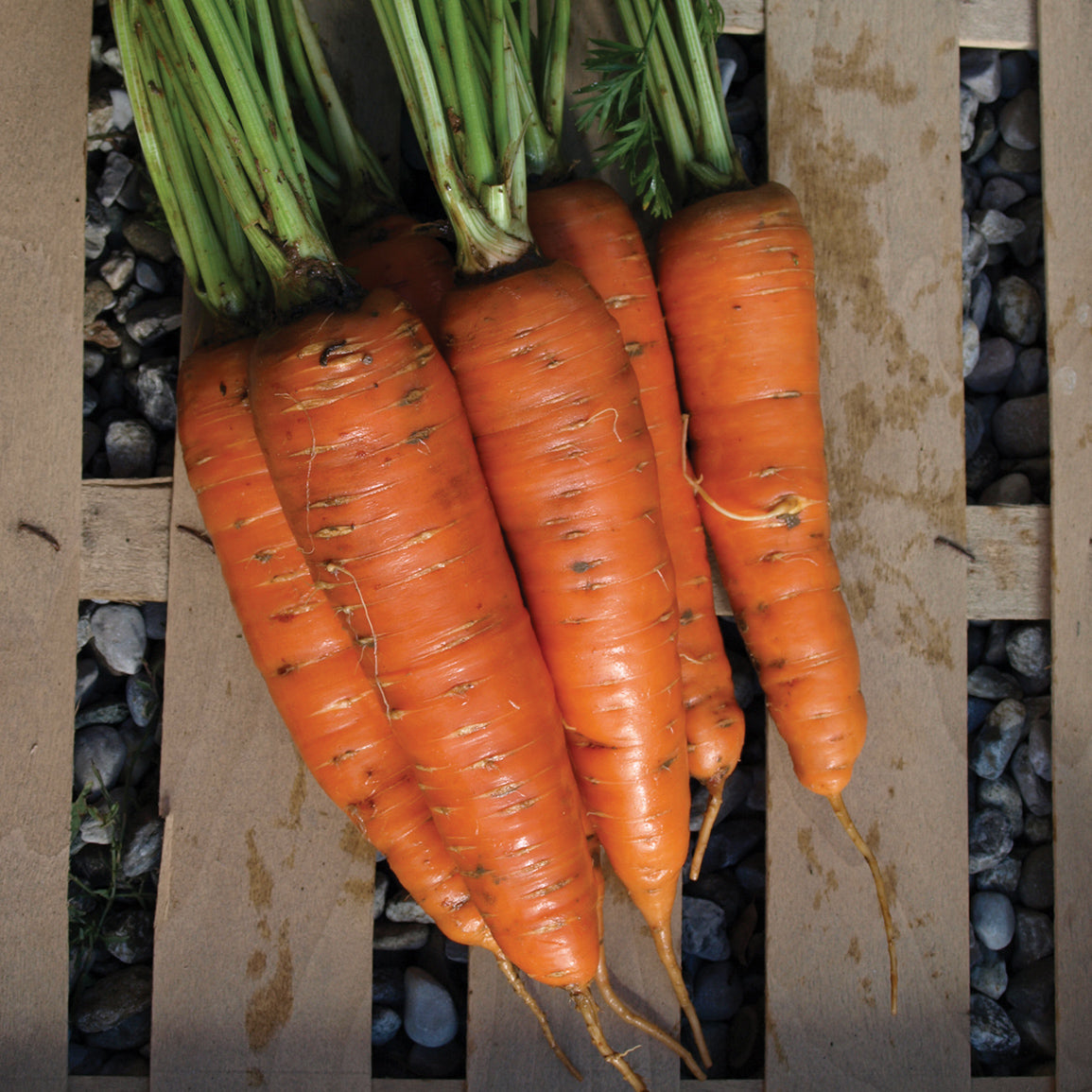 Territorial Seed Company Carrot Giants of Colmar - Thumbnail 2
