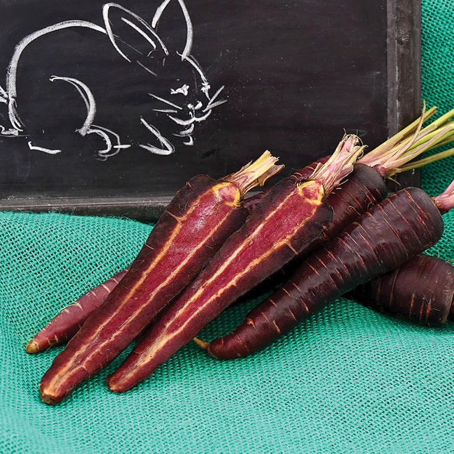 PURPLE SUN-CARROT