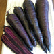 PURPLE SUN-CARROT