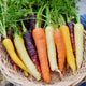 NORTHERN LIGHTS CARROT BLEND-CARROT