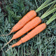 ESKIMO-CARROT