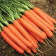 ROMANCE-CARROT