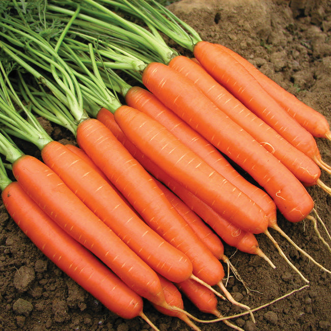 ROMANCE-CARROT