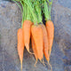 ROYAL CHANTENAY-CARROT