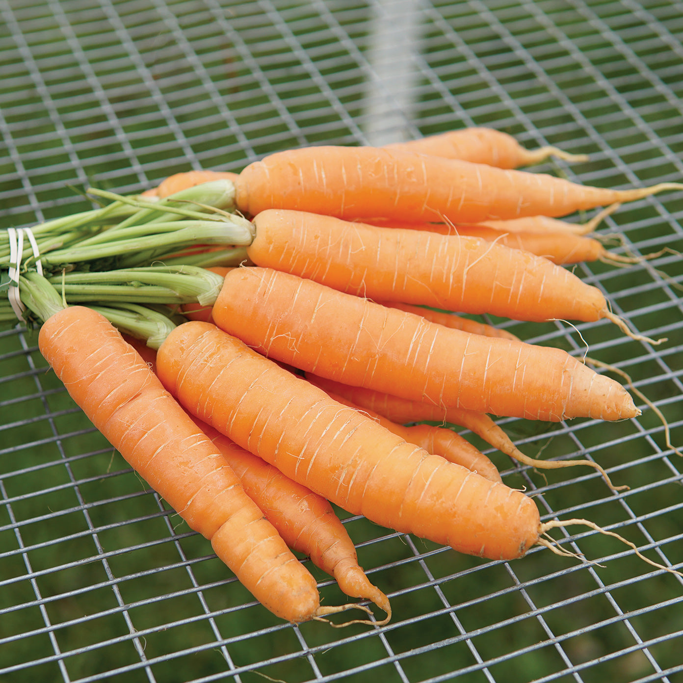 Negovia Carrot - Thumbnail 3