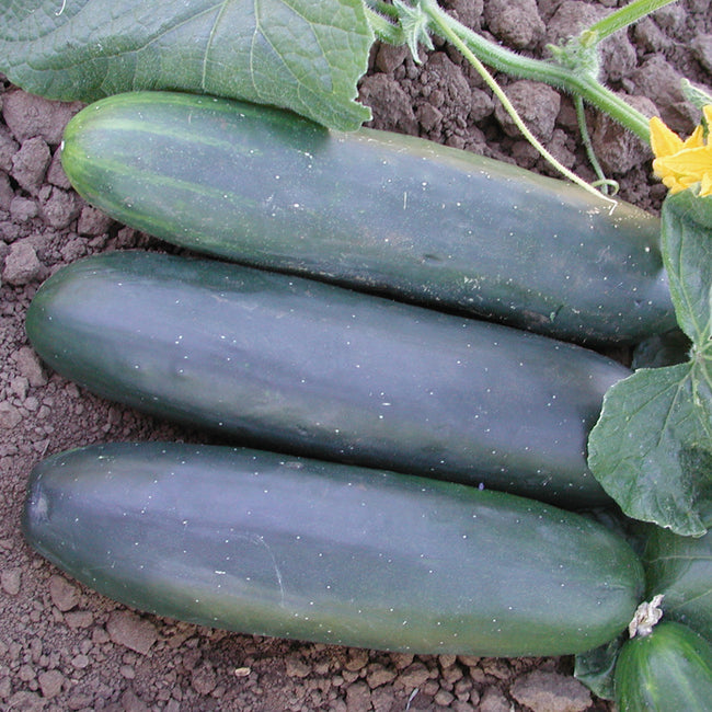 MARKETMORE 97-CUCUMBER