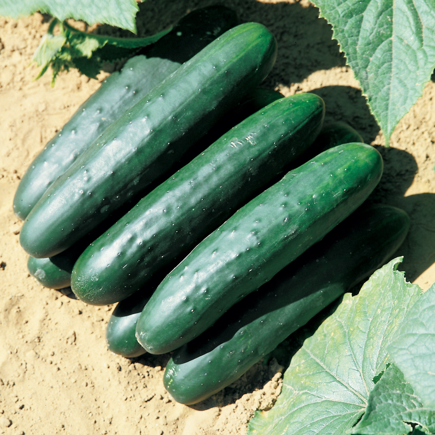 Territorial Seed Company Raider Cucumber - Thumbnail 2