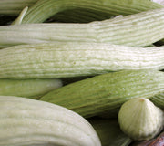ARMENIAN-CUCUMBER