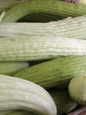 ARMENIAN-CUCUMBER