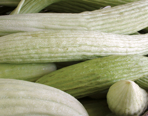 ARMENIAN-CUCUMBER