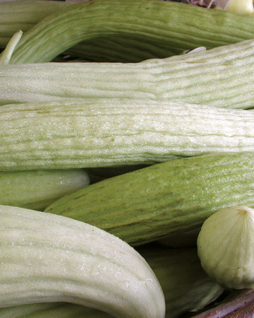 ARMENIAN-CUCUMBER