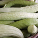 ARMENIAN-CUCUMBER