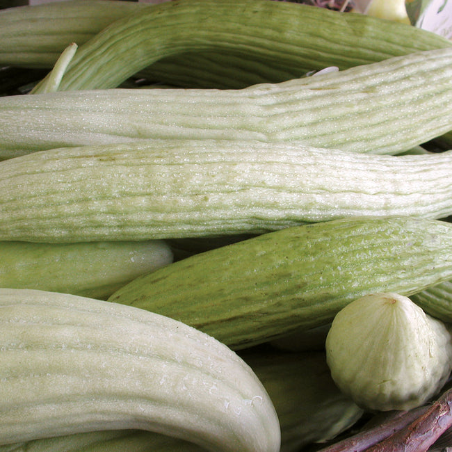 ARMENIAN-CUCUMBER