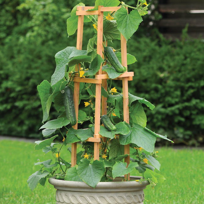 PATIO SNACKER-CUCUMBER