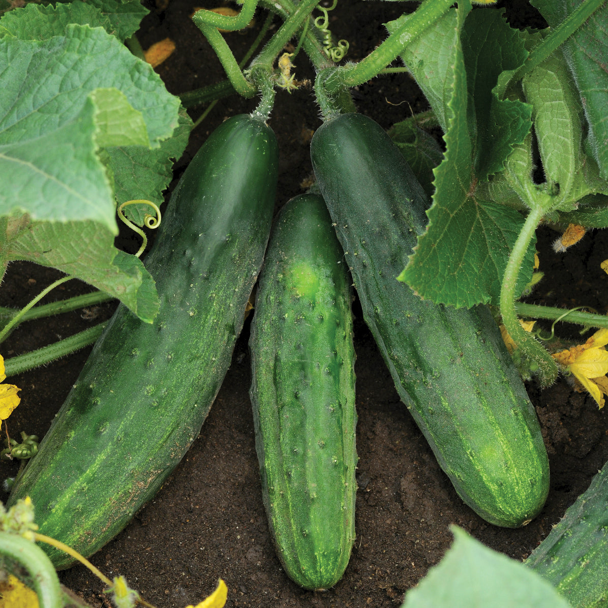 Territorial Seed Company Patio Snacker Cucumber - Thumbnail 2
