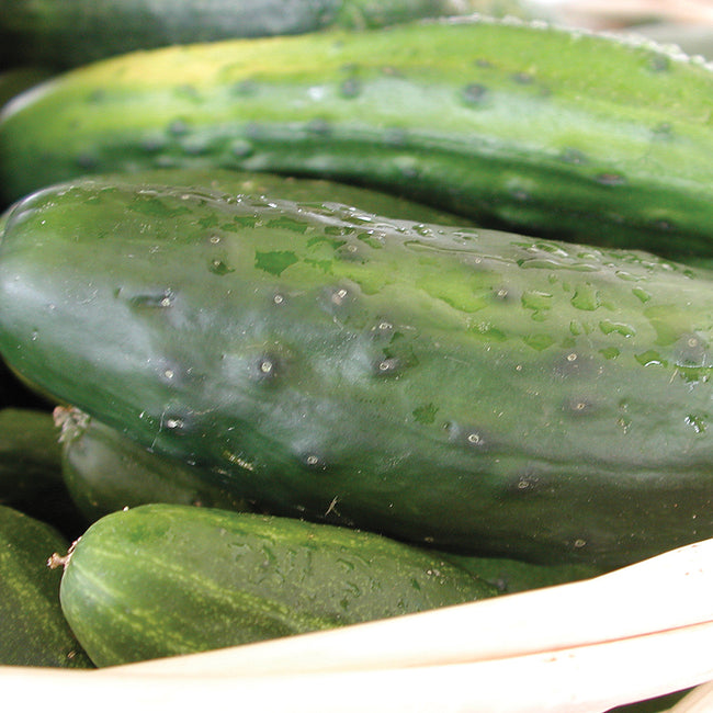 HOMEMADE PICKLES-CUCUMBER