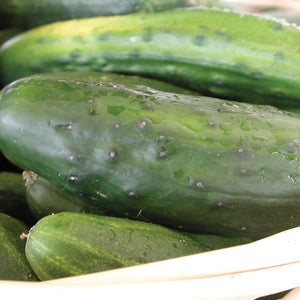 HOMEMADE PICKLES-CUCUMBER