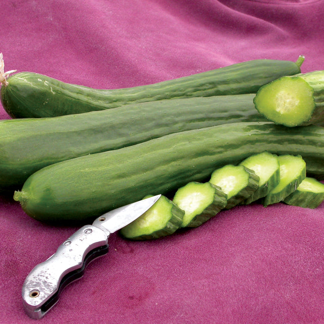 TELEGRAPH IMPROVED-CUCUMBER