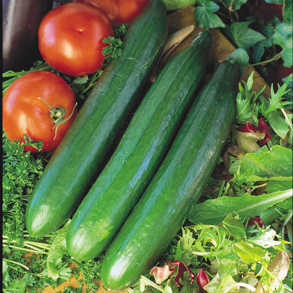 English Cucumber - Telegraph Improved - 20 Seeds