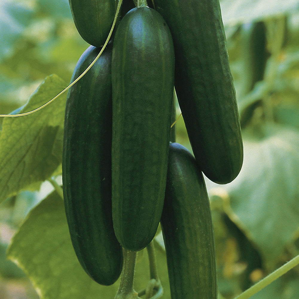 SHOP WHOLESALE PERSIAN CUCUMBER