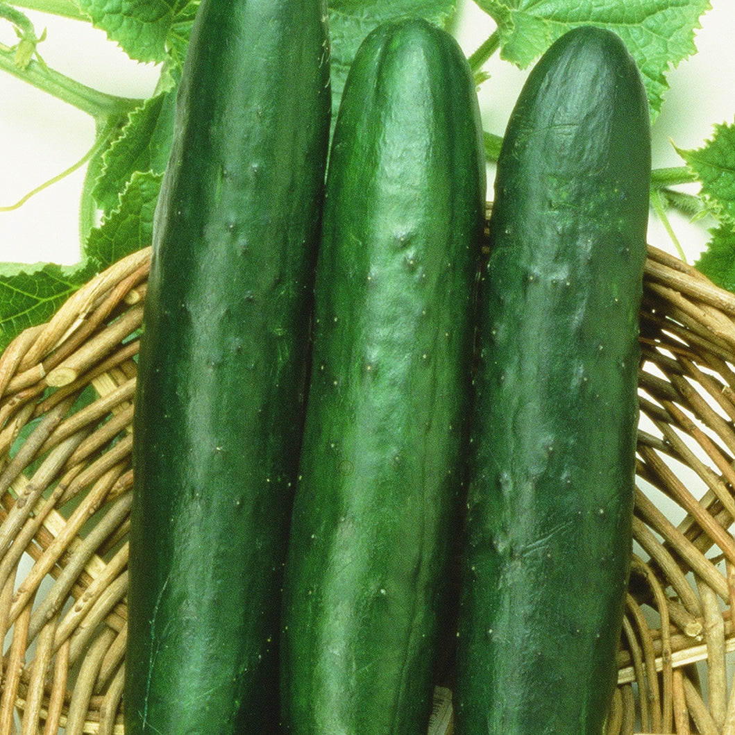 Territorial Seed Company Sweet-Slice Cucumber - Thumbnail 2