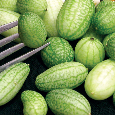 Cucumber (Mexican Sour Gherkin, Cucamelon), 'Sandita
