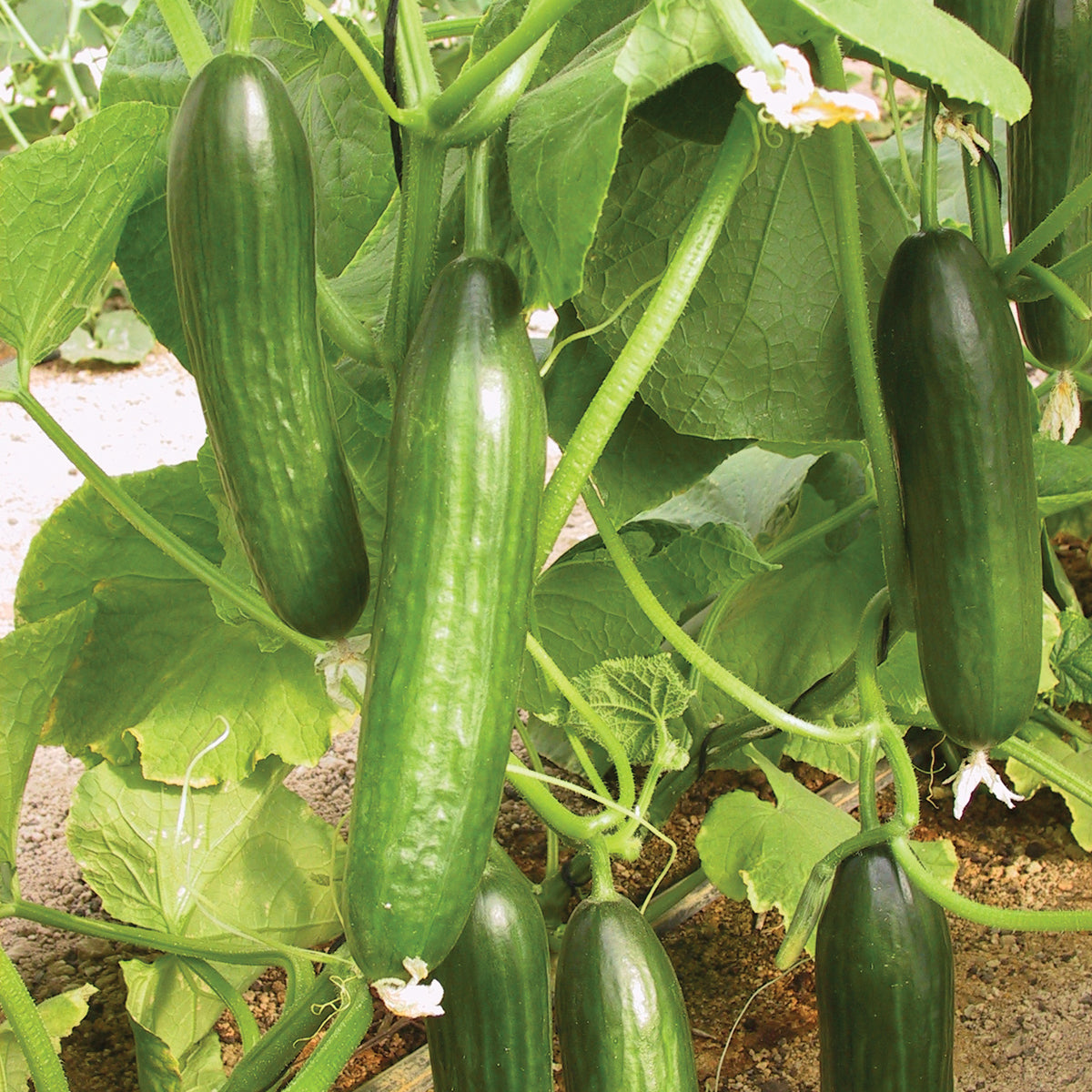 SHOP WHOLESALE PERSIAN CUCUMBER