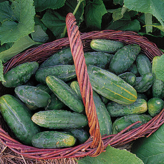 Bushy Cucumber Seed