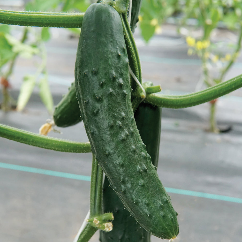 Paraiso Cucumber