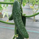 Paraiso Cucumber