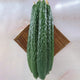 DRAGON SUHYO CROSS-CUCUMBER