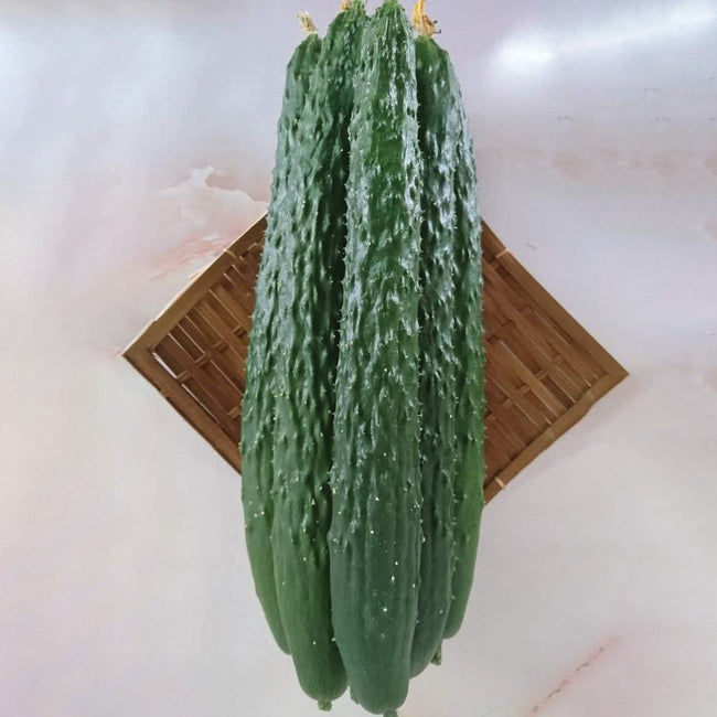 DRAGON SUHYO CROSS-CUCUMBER