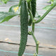 DRAGON SUHYO CROSS-CUCUMBER