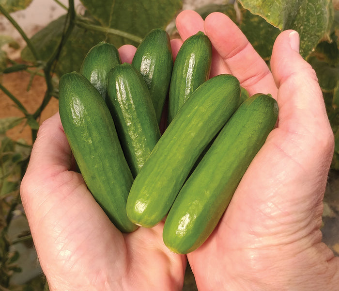 MINI-ME-CUCUMBER